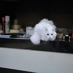 Gatto Bianco House ベッド・アンド・ブレックファスト バーリ