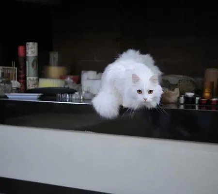 Gatto Bianco House Alojamento de Acomodação e Pequeno-almoço Bari