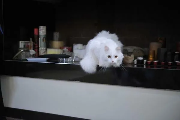 Gatto Bianco House ベッド・アンド・ブレックファスト バーリ